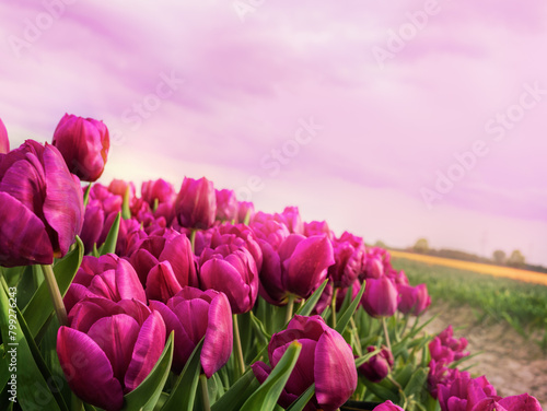 Pink tulips bloom in field under a cloudy sky. Sunset, dawn, flower business, floriculture, flowers for holidays, nature.