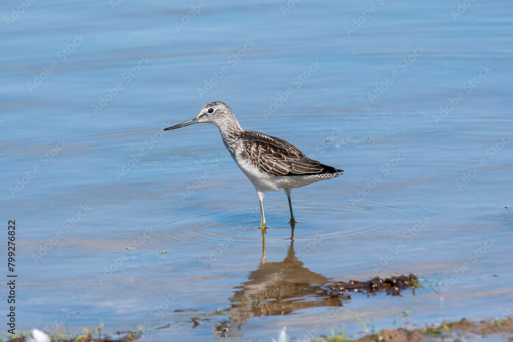 Common Greenshank on wetland with reflection
