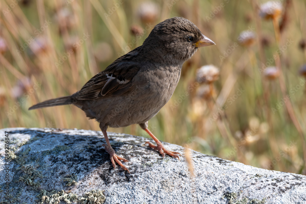 House Sparrow standing on rock House Sparrow standing on rock