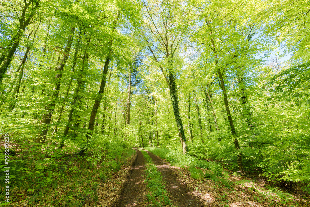 Fototapeta premium Sunshine filters through trees on woodland path, creating dappled shade - sustainability picture - stock photo - sunstar