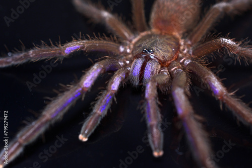 Closeup picture of the electric blue tarantula Chilobrachys natanicharum, a newly discovered spider species from Thailand, photographed on black background.