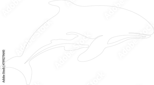 beluga whale outline