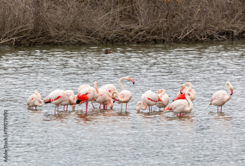 Flamimgos, Fuente de Piedra Lagoon