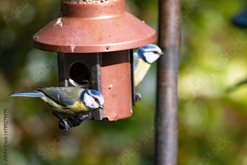 Photos A pair of blue tits on a bird feeder