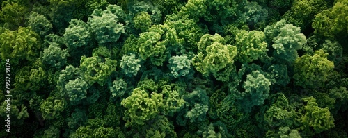 aerial view of dense green forest © Image