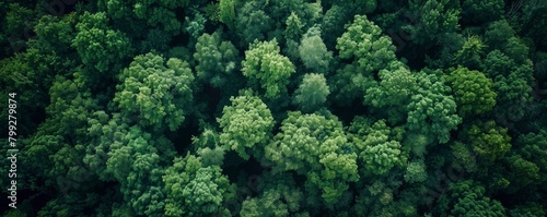 aerial view of dense green forest