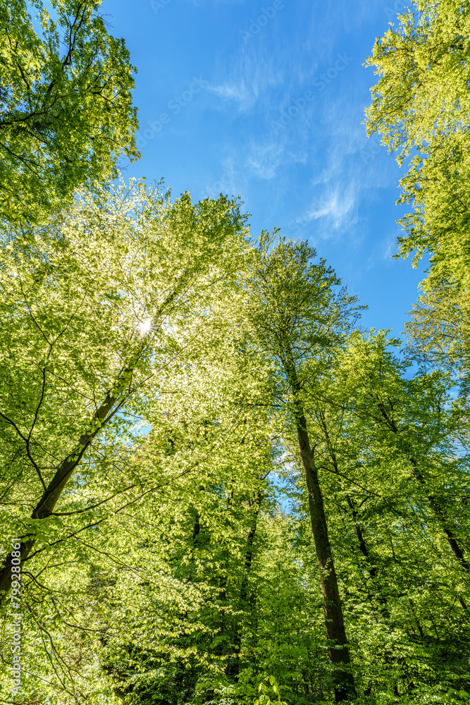 Fototapeta premium a view up into the trees direction sky - sustainability picture - stock photo - sunstar