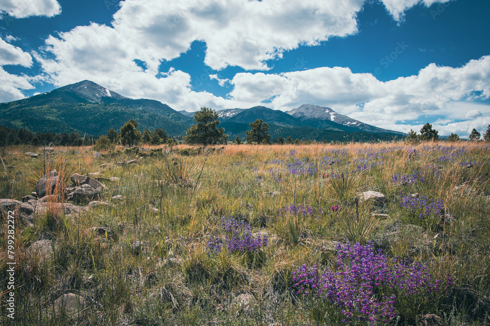 Fototapeta premium Wildflowers in Colorado