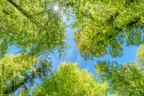 Canvastavla a view up into the trees direction sky - sustainability picture - stock photo -