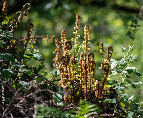 Fern opening