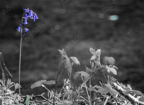 spring in the garden