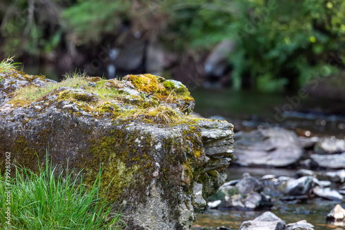 water flowing in the forest