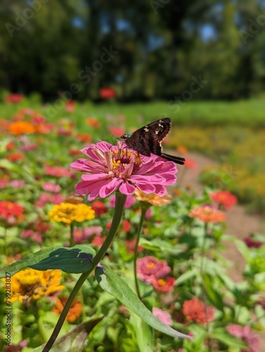 Swallowtail Butterfly