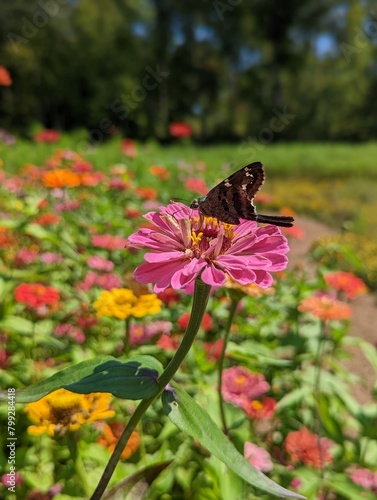 Swallowtail Butterfly