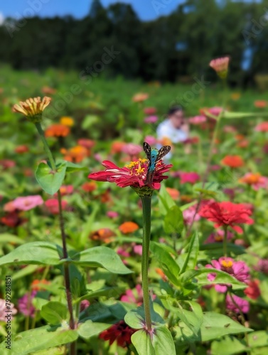 Swallowtail butterfly