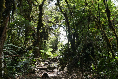 Tropischer Nebelwald auf dem Gipfel Cerro Piedra Blanca in der Bergregion von Escazú in Costa Rica