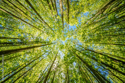 a view up into the trees direction sky - sustainability picture - stock photo - sunstar