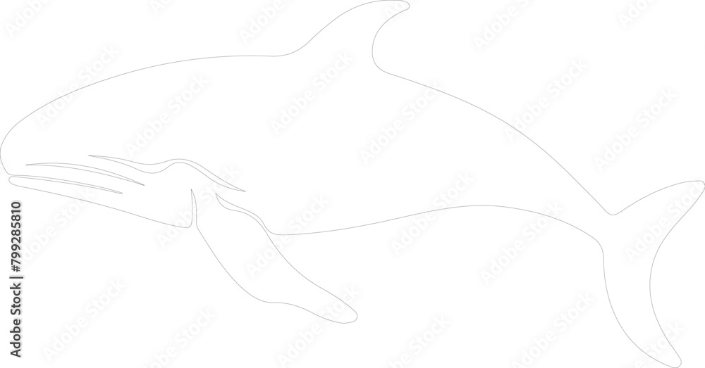 bowheadwhale outline bowheadwhale outline