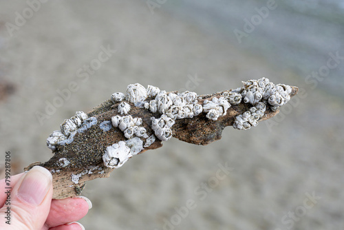 A close up image of a hand holding an old piece of driftwood which is covered in barnacle shells.  photo