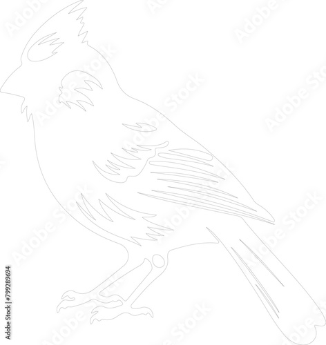 cardinal outline