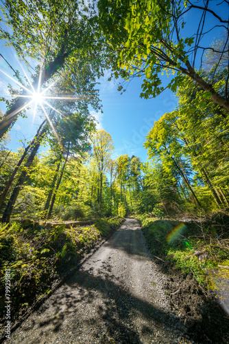 Sunshine filters through trees on woodland path, creating dappled shade - sustainability picture - stock photo - sunstar