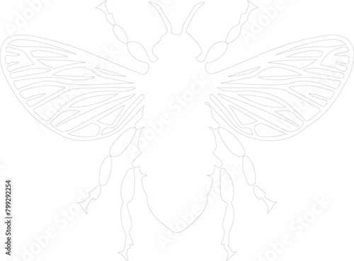 cicada outline