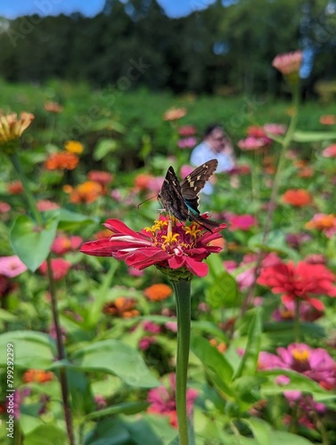 Swallowtail butterfly