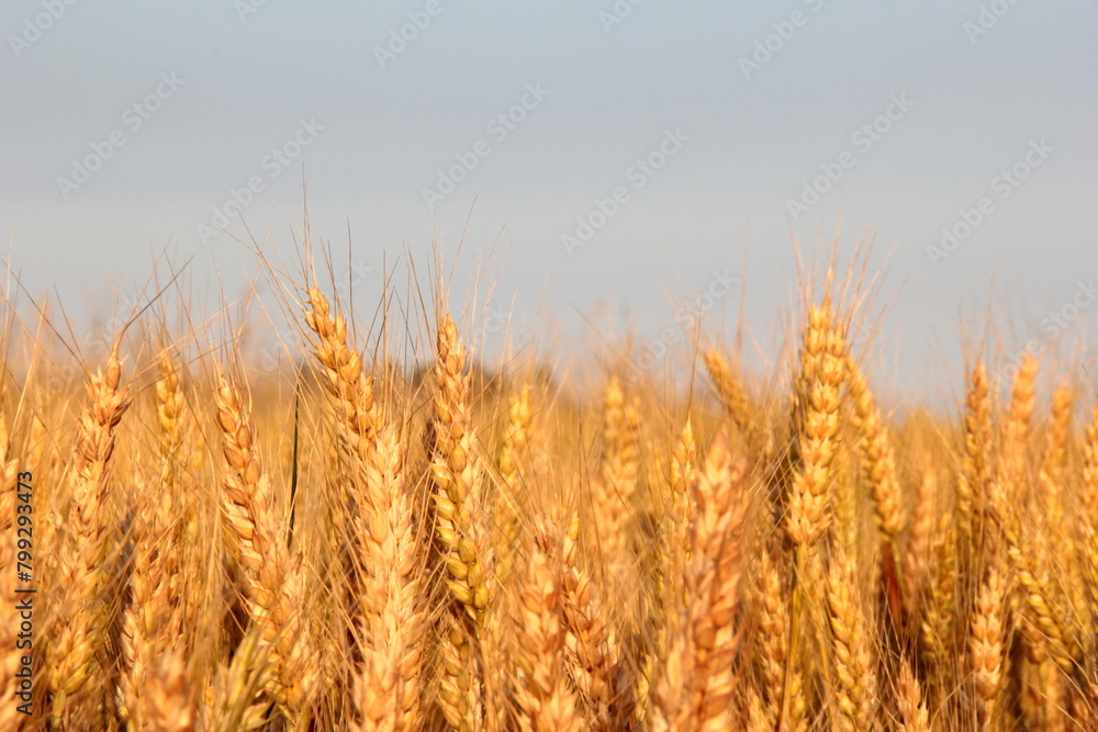 Fototapeta premium golden wheat field