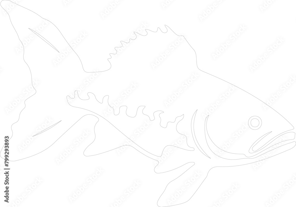 Obraz premium coelacanth outline
