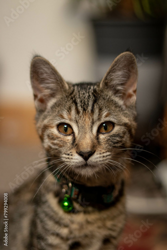 Cute tabby cat kitten with big eyes © Emilia