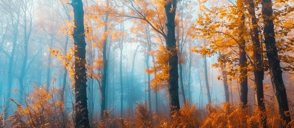 Fototapeta premium View of a cool forest full of mist in autumn