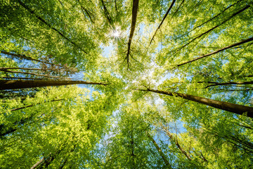 a view up into the trees direction sky - sustainability picture - stock photo - sunstar