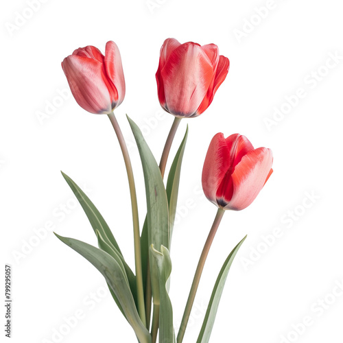 Tulips isolated on transparent background
