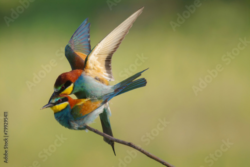 Two European bee-eater, Merops apiaster, sitting on a stick mating, in nice warm morning light, Burdur,Turkey. Clean green background