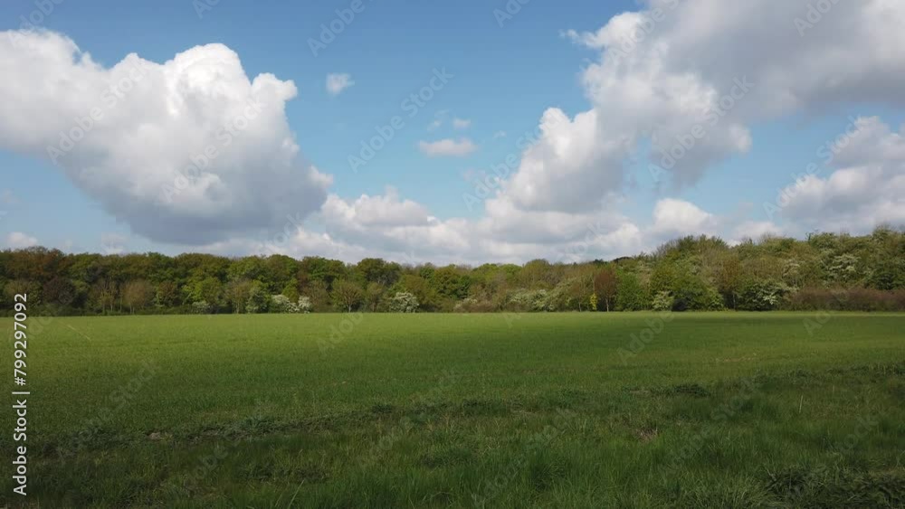 Spring forest landscape with blossoming trees Spring forest landscape with blossoming trees
