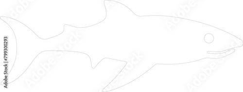 dogfish outline