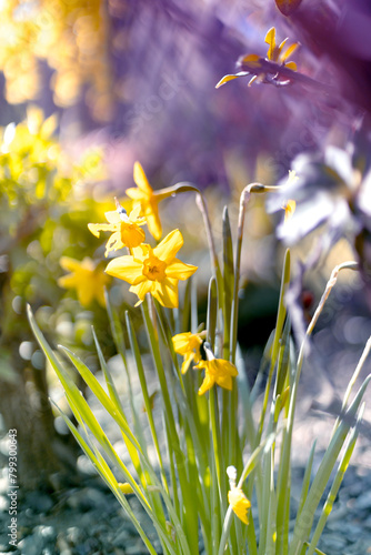 Żółte kwiaty, rozmyte tło., sezon wiosenny, kwiatowy wzór 