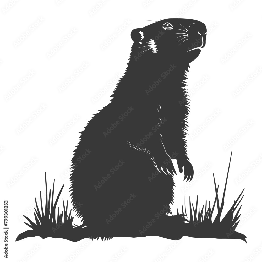 Silhouette Groundhog animal black color only full body Silhouette Groundhog animal black color only full body