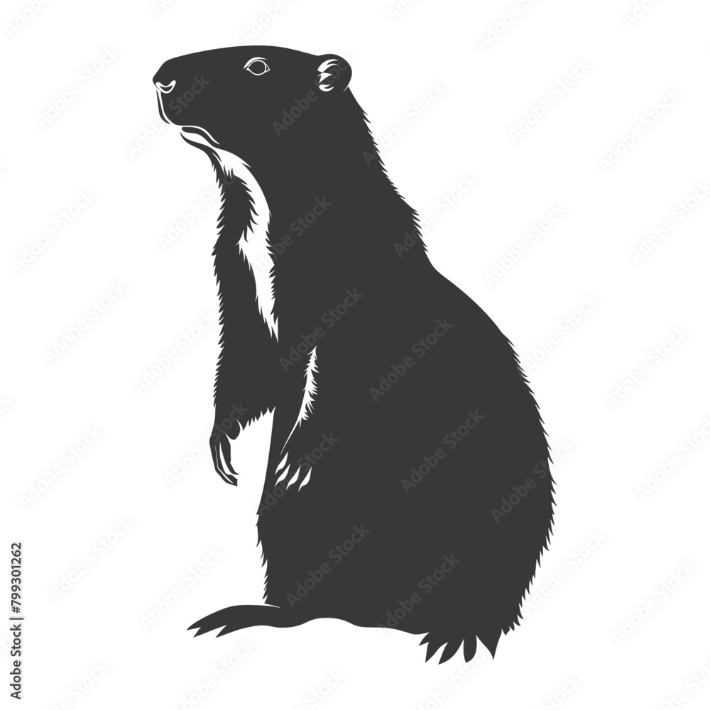 Obraz premium Silhouette Groundhog animal black color only full body