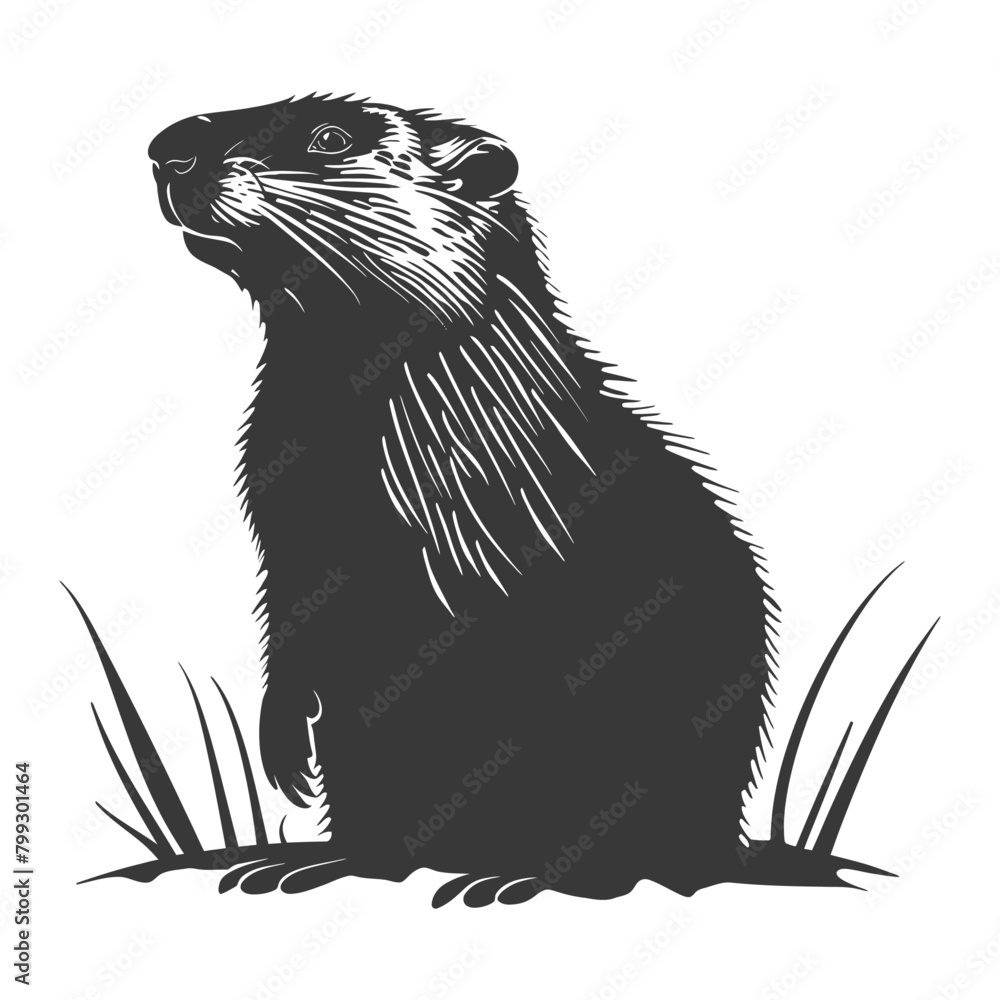 Fototapeta premium Silhouette Groundhog animal black color only full body