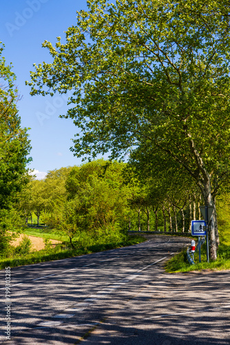 Route d’Auterive, menant au village de Nailloux dans le Lauragais, bordée de platanes