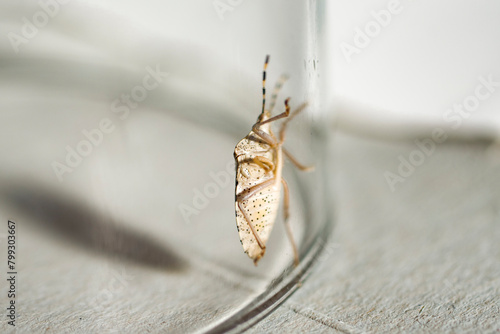 Vista en detalle de una chinche hedionda Rhaphigaster Nebulosa. Chinche escudo moteado. Macrofotografía. photo