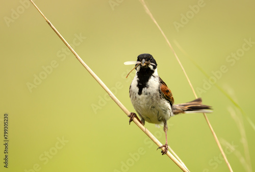 Common reed bunting holding an insect in its beak © giedriius