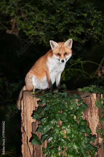Portrait of a red fox sitting on a tree in a forest