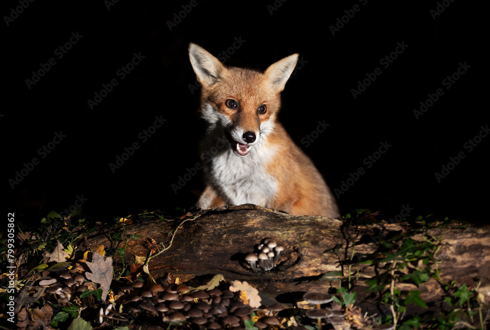 Fototapeta premium Portrait of a cute young red fox standing on a tree in a forest