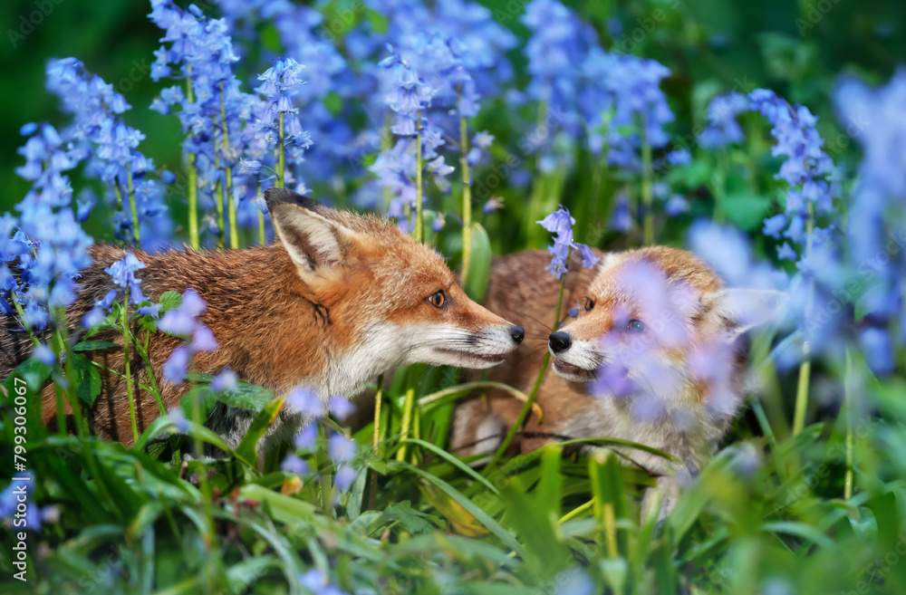 Fototapeta premium Portrait of a two red foxes amongst bluebells in spring