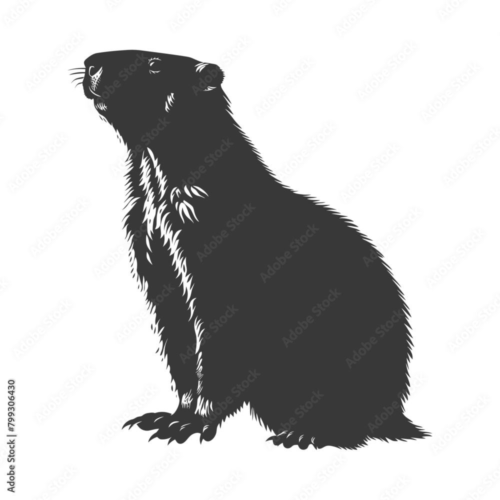 Fototapeta premium Silhouette Groundhog animal black color only full body