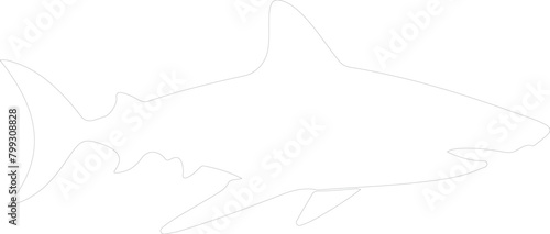Galapagos shark outline photo