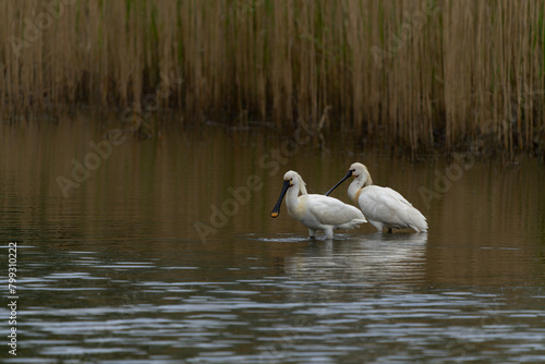 Two beautiful Eurasian Spoonbill or common spoonbill  Platalea leucorodia  walking in shallow water hunting for food. Gelderland in the Netherlands.                              