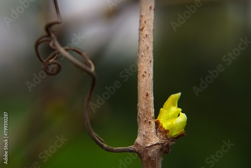 The first spring tender buds of wild grapes.